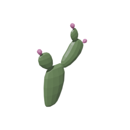 Cactus Flowers 5